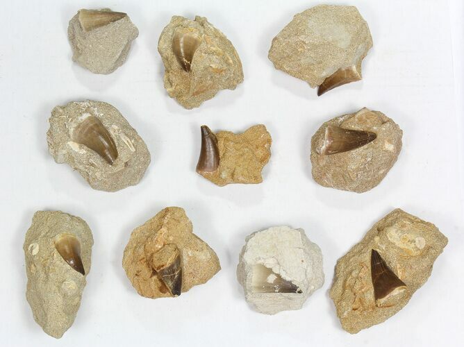 Lot: - Fossil Mosasaur Teeth In Rock - Pieces #77165